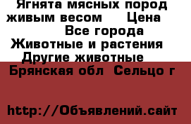 Ягнята мясных пород живым весом.  › Цена ­ 125 - Все города Животные и растения » Другие животные   . Брянская обл.,Сельцо г.